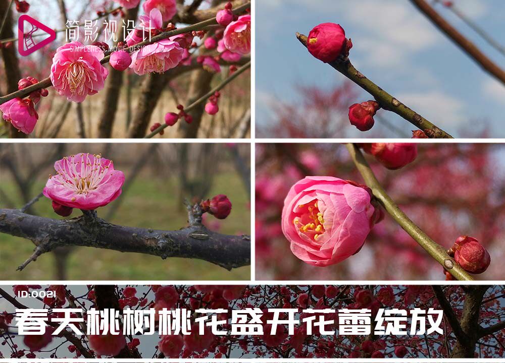 实拍阳春三月春天桃树桃花盛开花蕾绽放视频素材