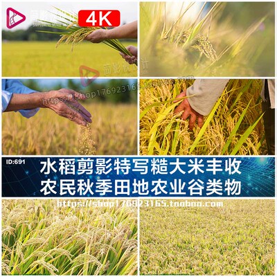 航拍特写丰收农民手撒稻谷春秋季农业水稻耕地种植粮食视频素材