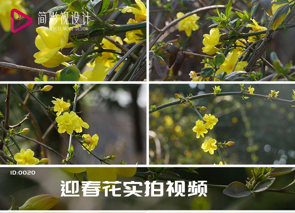 野迎春花 春天公园实拍视频素材