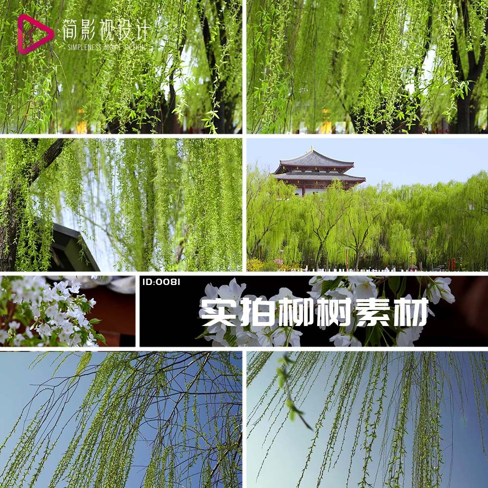 踏青春游柳树发芽公园湖畔垂柳春天来了春分自然风景实拍视频素材