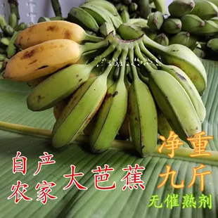 广西大芭蕉新鲜香蕉5-10斤包邮 酸甜大芭蕉 巴蕉牛蕉非粉蕉小米蕉