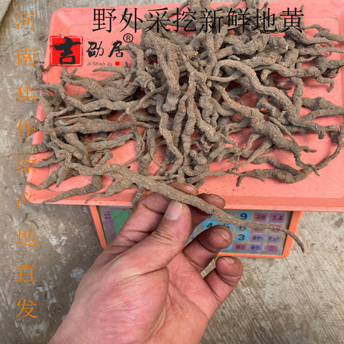 河南焦作怀生地干山野自然生长鲜