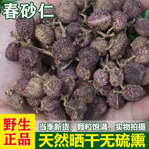 正宗阳春特产春砂仁干果天然野生砂仁养胃广东沙仁煲汤中药
