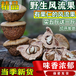 风流果野生广西正品500g特级精品龟头子厚鳞柯男性滋补泡酒料2025