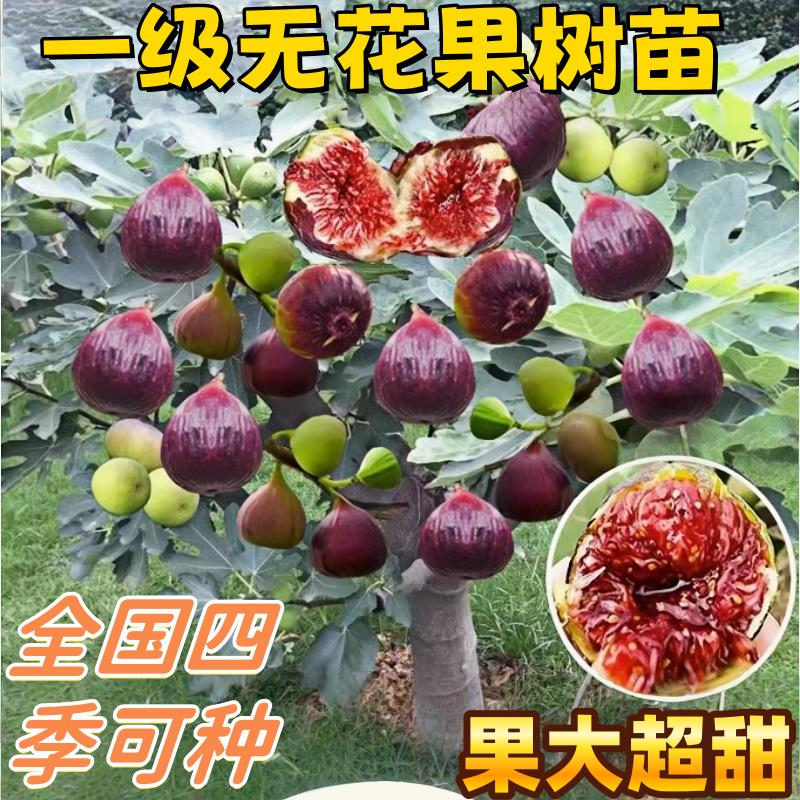无花果树苗南方北方嫁接特大果矮化盆栽波姬红无花果树苗当年结果
