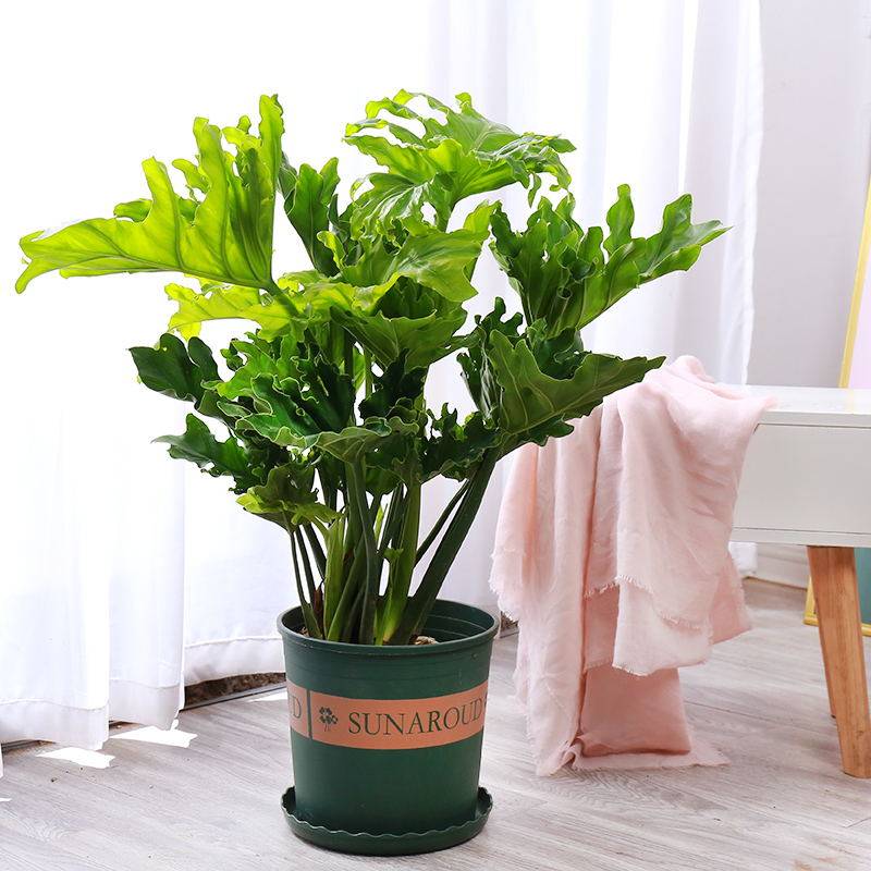 龙鳞春羽绿植 室内客厅办公室桌面净化空气 四季常青耐阴好养盆栽