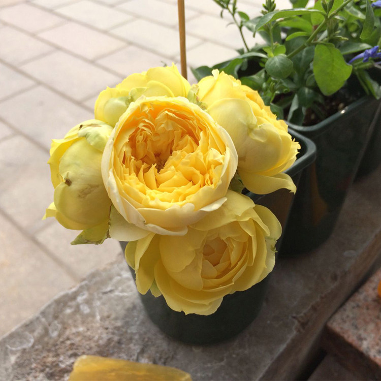 日月 凯特琳娜大花月季灌木 切花月季 勤花多花盆栽 四季开花