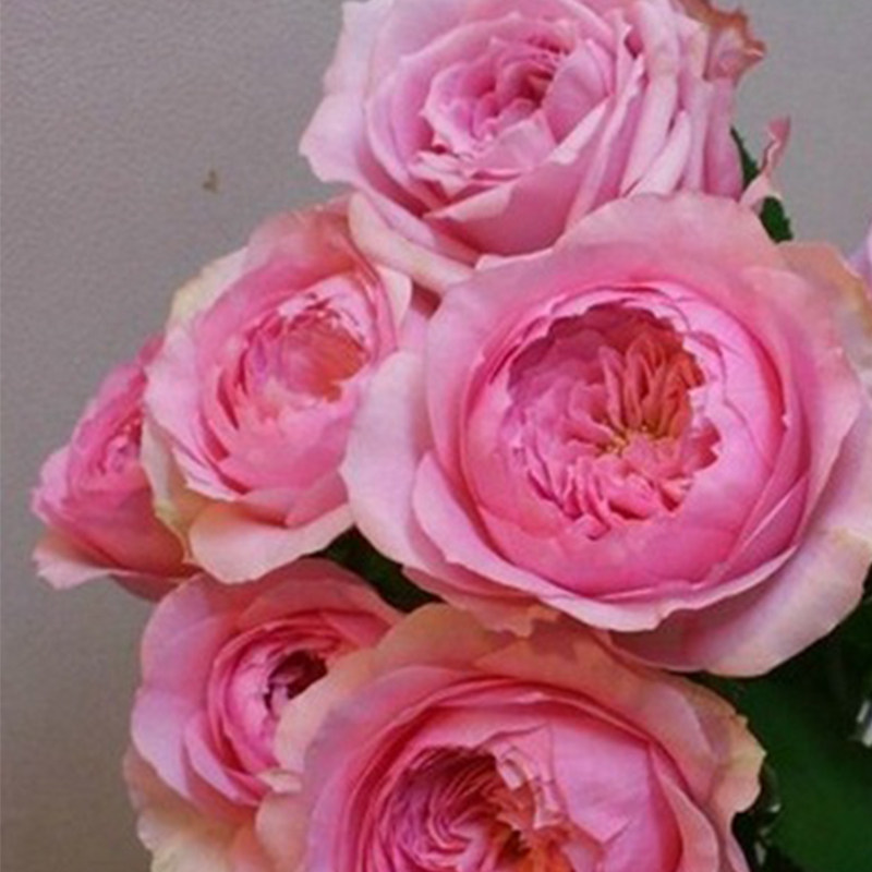 日本月季美声唱法重瓣大花粉色抗病耐热玫瑰阳台盆栽玫瑰绿植花苗