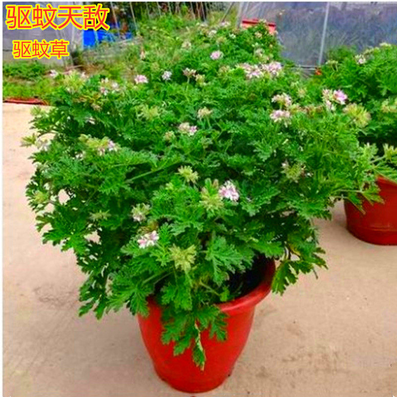 驱蚊草驱蚊植物天竺葵香叶盆栽防避蚊卧室室内外庭院净化空气绿植