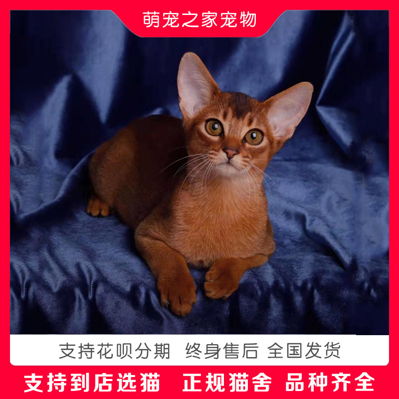 阿比西尼亞貓幼崽小貓貓咪活幼體寵物活物幼貓純種埃及短毛貓出售在類目 寵物/寵物食品及用品, 貓咪中 - 來自Buy2taobao.com提供專業的淘寶代購服務