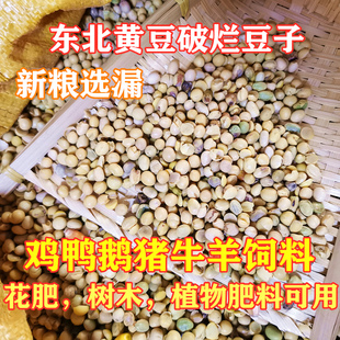东北黄豆破烂高蛋白黄豆瑕疵品饲料喂牛羊猪狗鸡鸭鹅肥料花草肥料