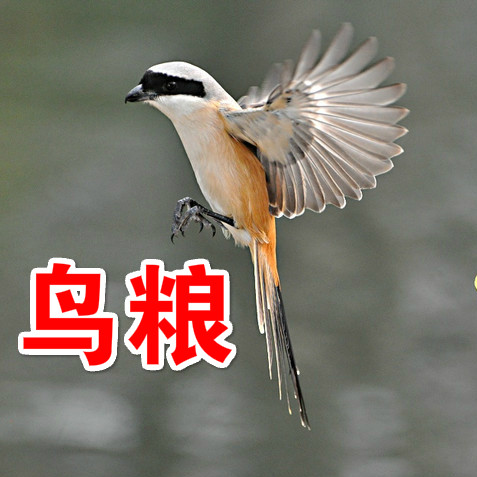 伯劳鸟食/伯劳鸟粮/伯劳鸟饲料/画眉/相思/百灵/八哥 等/两件包邮