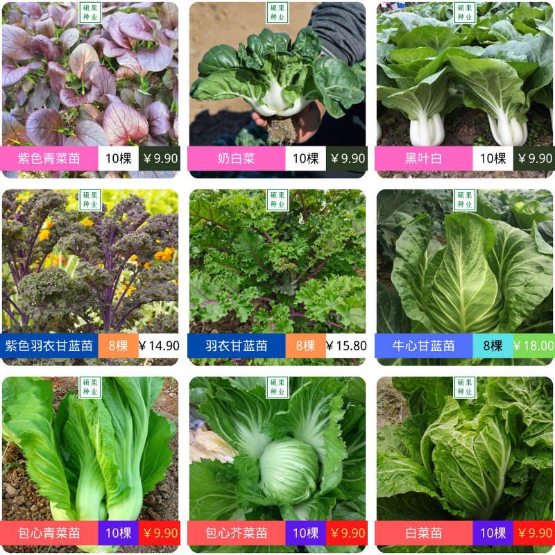 蔬菜幼苗秋冬莴笋各种四季