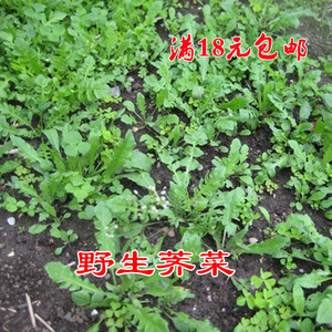 荠菜种子 天然野生野菜种子 清香鲜嫩保健蔬菜大叶荠菜有机菜种子