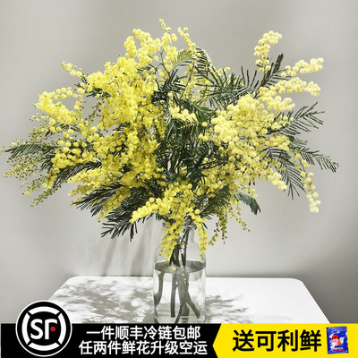 金合欢雪柳鲜枝水培植物小手球鲜花云南直发家用水养培插花束花材