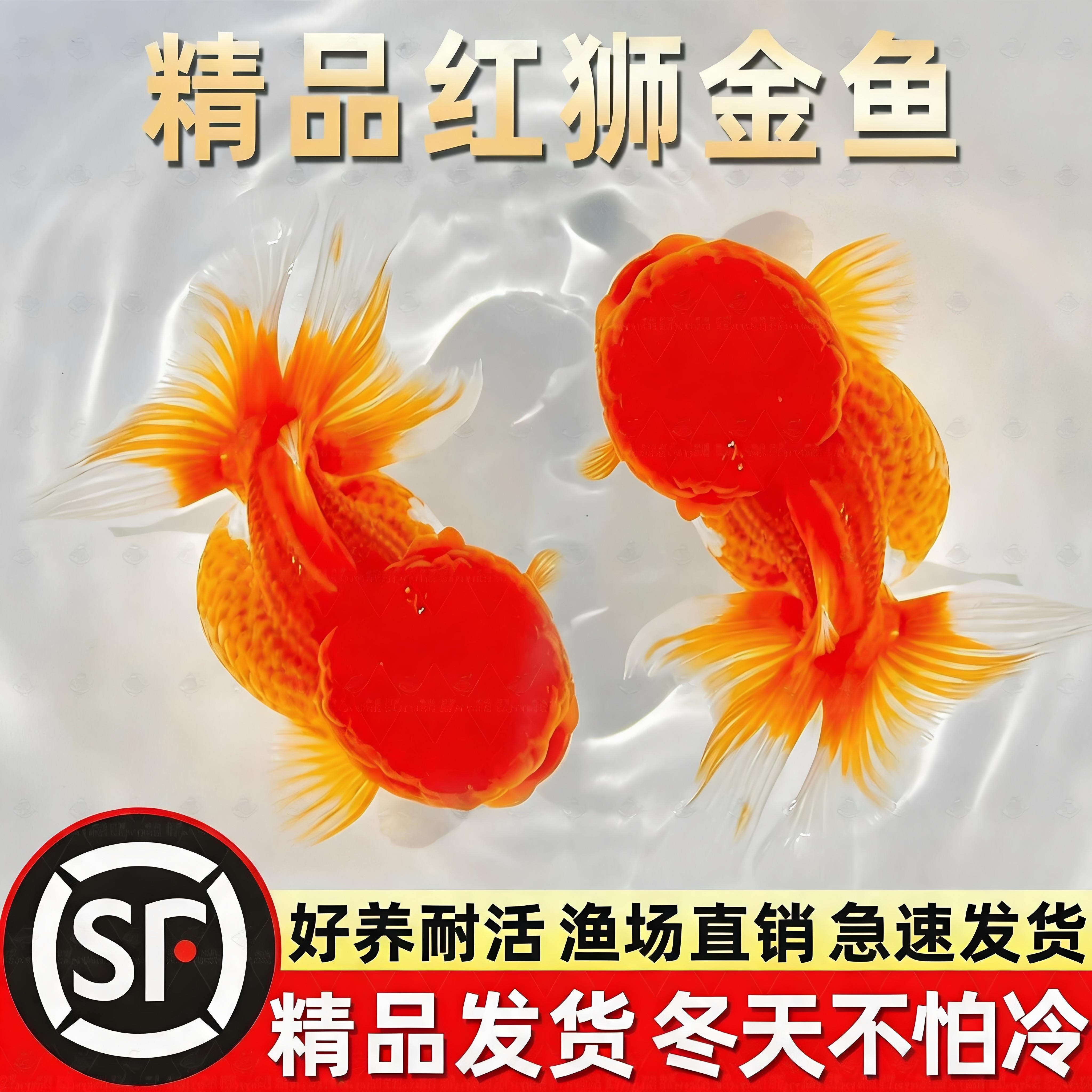 红狮金鱼国师鱼冷水鱼金鱼活鱼淡水锦鲤活体好养耐活不加温观赏鱼 - 实物图
