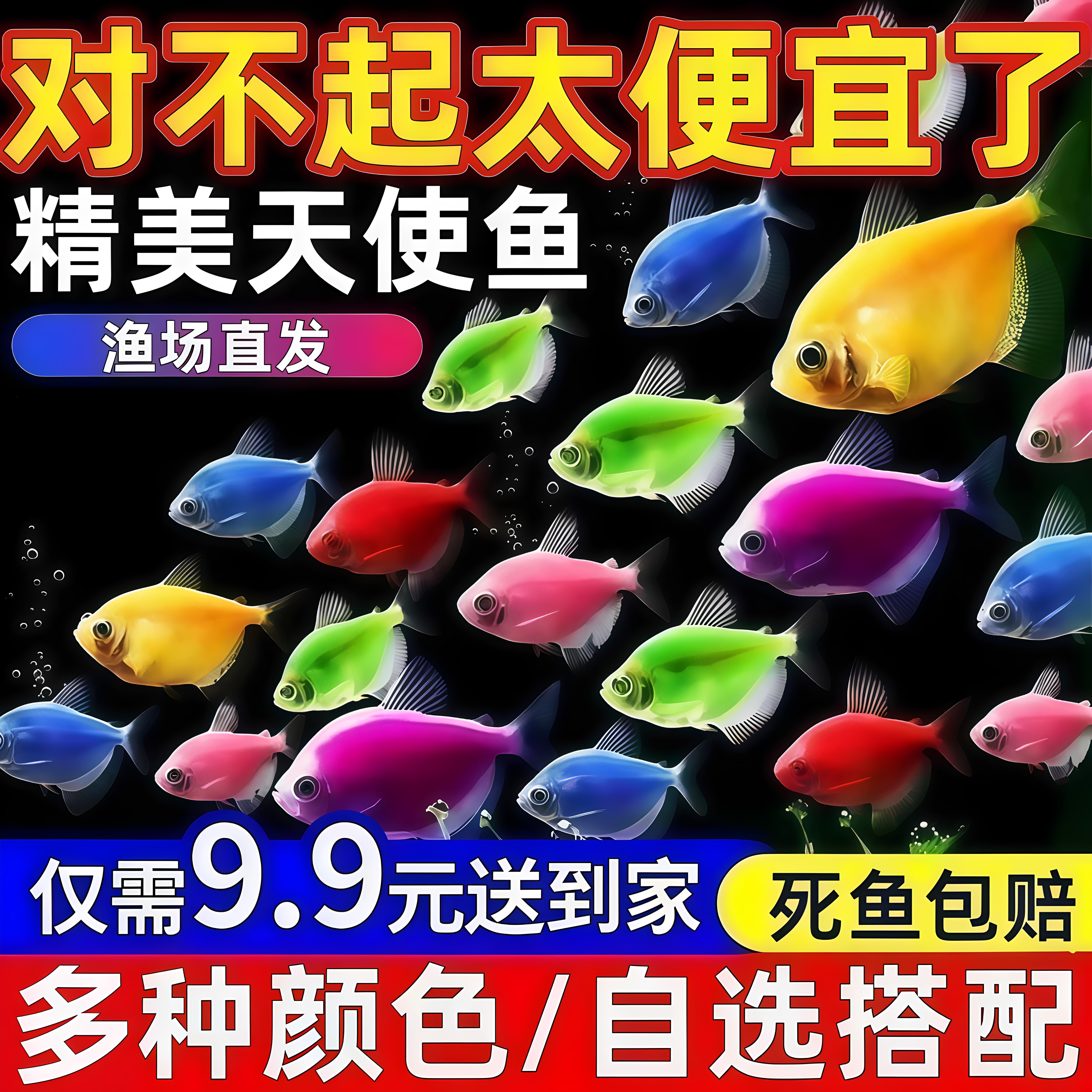 七彩天使鱼群游好养热带淡水