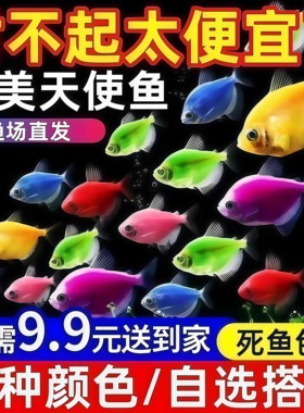 七彩天使鱼群游好养热带淡水