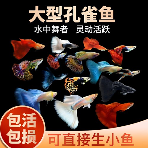 孔雀鱼热带淡水观赏鱼斑马鱼混养
