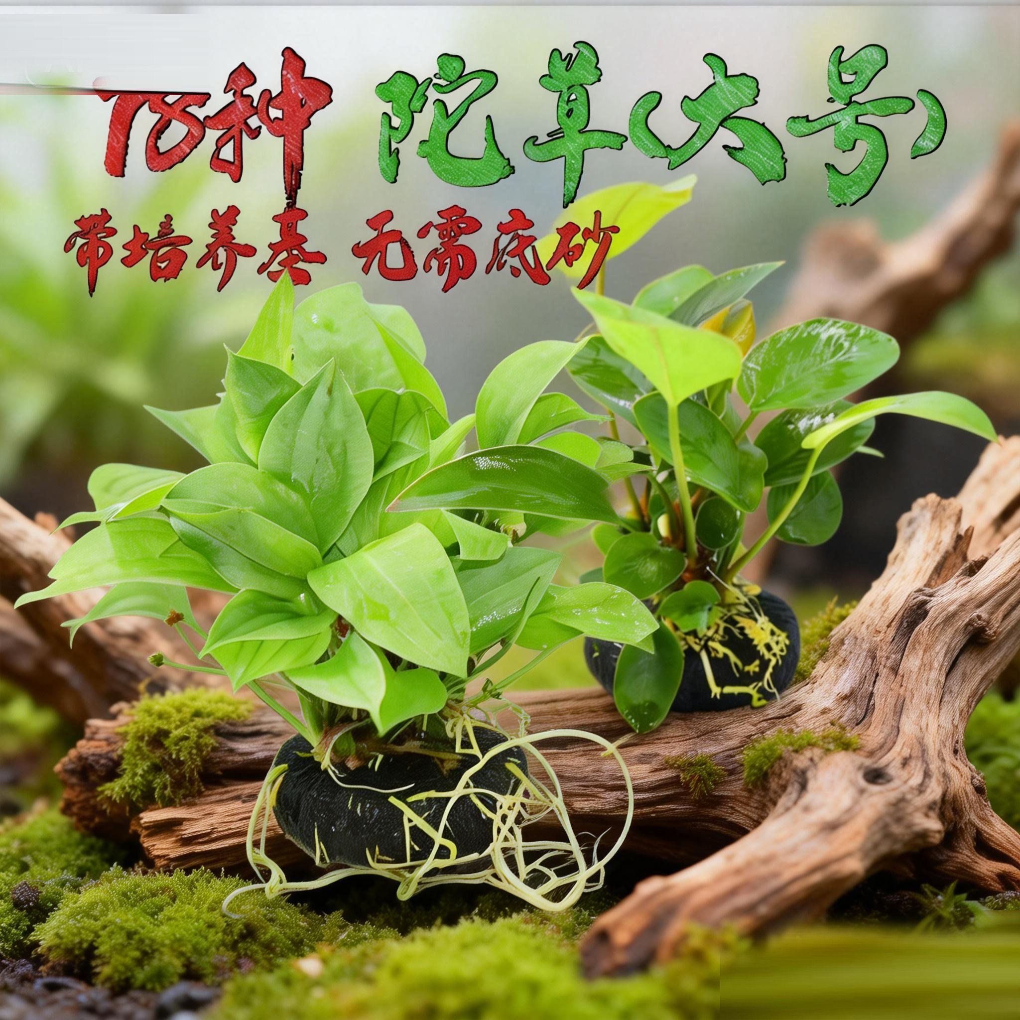 大号坨草绿菊真水草新手好养中后景鱼缸造景装饰淡水阴性增氧植物,宠物/宠物食品及用品,水草,淘宝优惠券,粉丝福利购,淘宝优惠卷