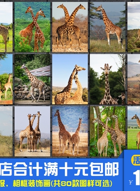 长颈鹿 非洲草原动物科普海报装饰画儿童房幼儿园挂画相框墙画