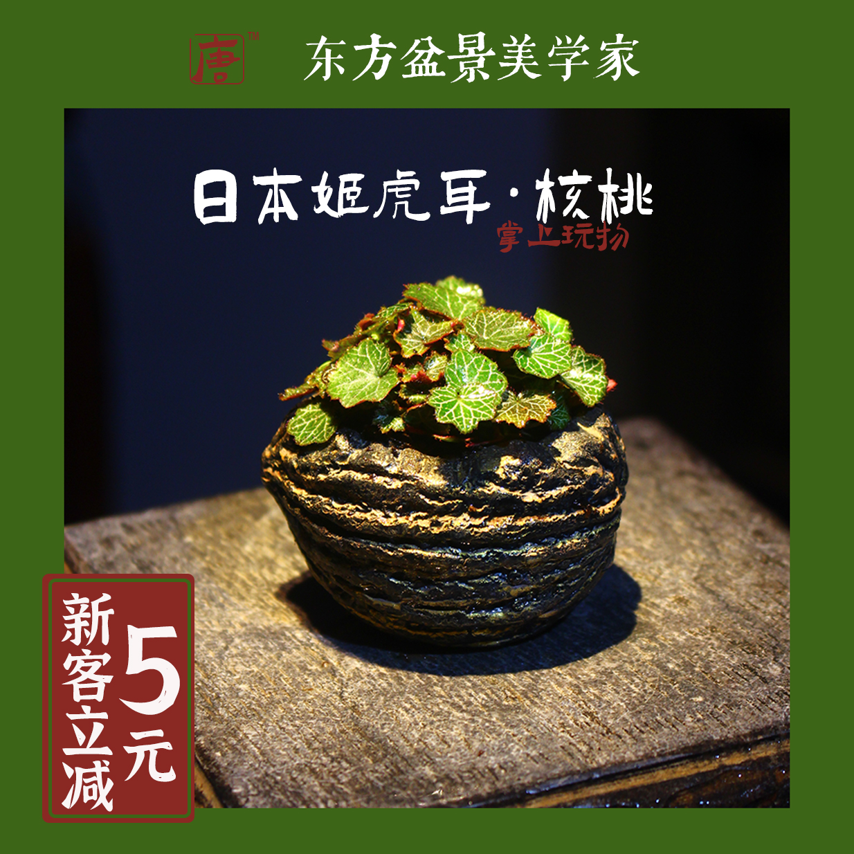 姬虎耳 日本山野草姬雪之下拇指盆栽迷你植物办公桌茶几观叶绿植