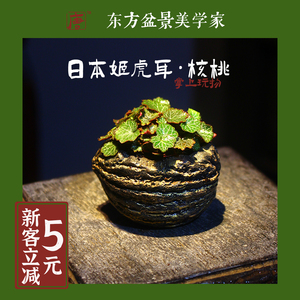 姬虎耳 日本山野草姬雪之下拇指盆栽迷你植物办公桌茶几观叶绿植
