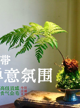 红鳞蕨一叶蕨蕨类植物盆栽耐阴好养绿植茶台室内常绿观叶禅意盆景