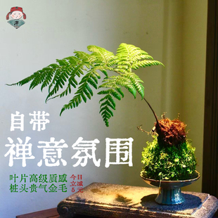 红鳞蕨一叶蕨蕨类植物盆栽耐阴好养绿植茶台室内常绿观叶禅意盆景
