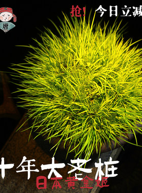 菖蒲客厅办公室书房生活品味