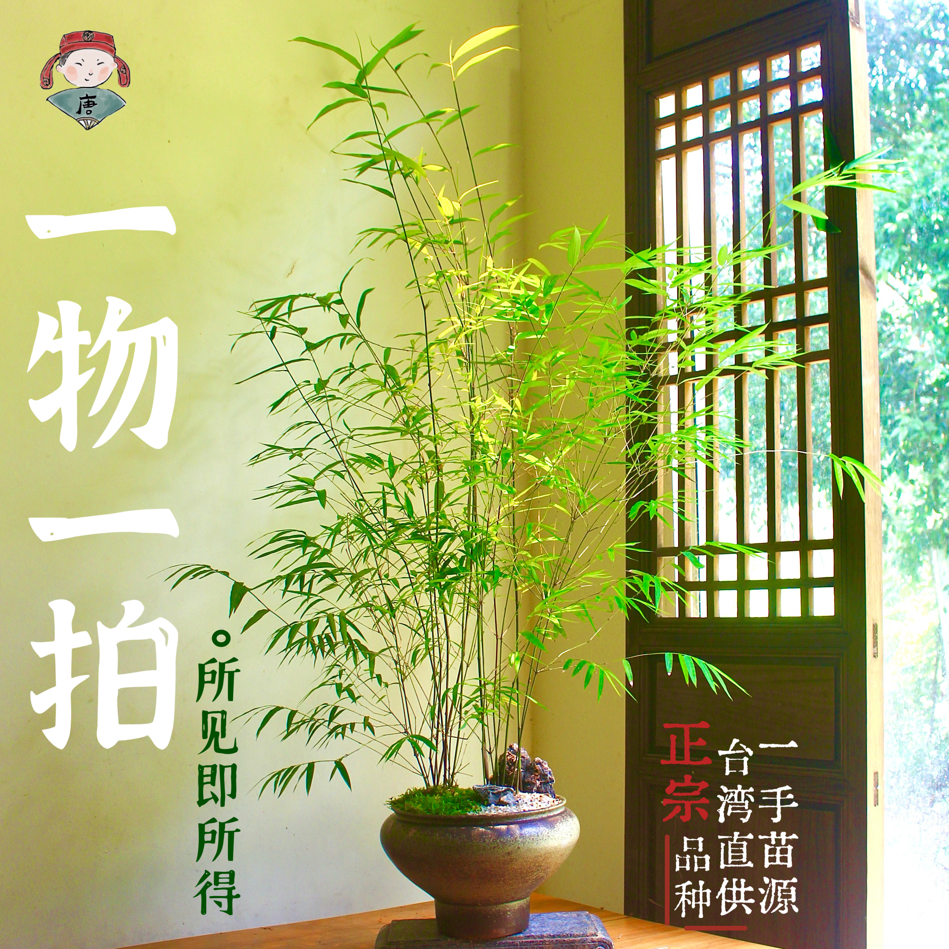 正宗台湾内门竹老桩高山易养盆栽竹子庭院观叶绿植室内盆景好养