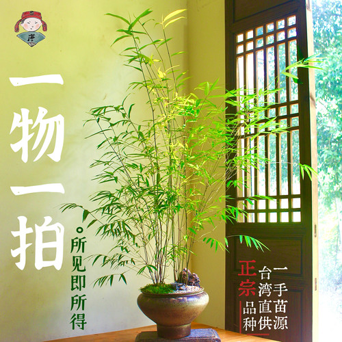 正宗台湾内门竹老桩高山易养盆栽竹子庭院观叶绿植室内盆景好养