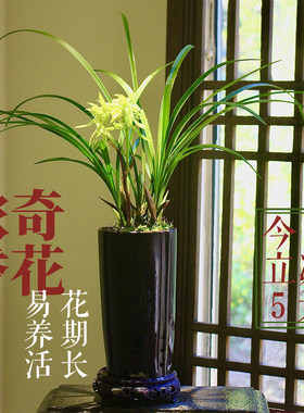 带花苞浓香型花开富贵精品兰花苗包正品春兰名品九仙牡丹好养盆栽