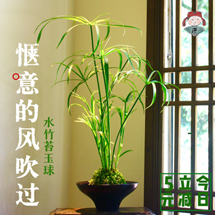 水竹苔玉球 风车草苔藓球 姬水竹禅意水培中式盆栽国风绿植旱伞草