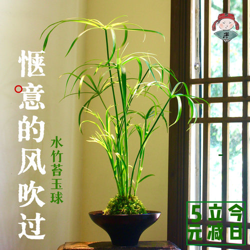 水竹苔玉球 风车草苔藓球 姬水竹禅意水培中式盆栽国风绿植旱伞草