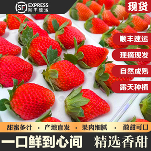 特级大凉山草莓新鲜水果攀枝花奶油冬草莓红颜九九3斤顺丰包邮
