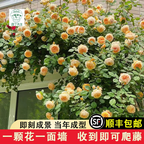 王妃藤本月季花苗大花浓香攀援蔷薇阳台庭院爬藤观赏花卉玫瑰植物