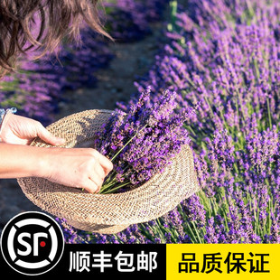薰衣草种子狭叶普罗旺斯花种四季种庭院驱蚊香草阳台花籽盆栽种孑