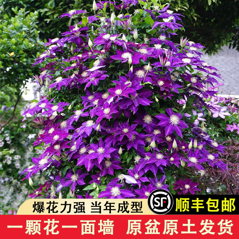 铁线莲花苗盆栽爬藤植物乌托邦大苗空小苗琉璃重瓣铁线莲带花苞