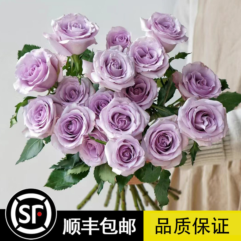 欧洲香水切花月季苗 灌木蓝色系 海洋之歌 玫瑰蔷薇花苗盆栽