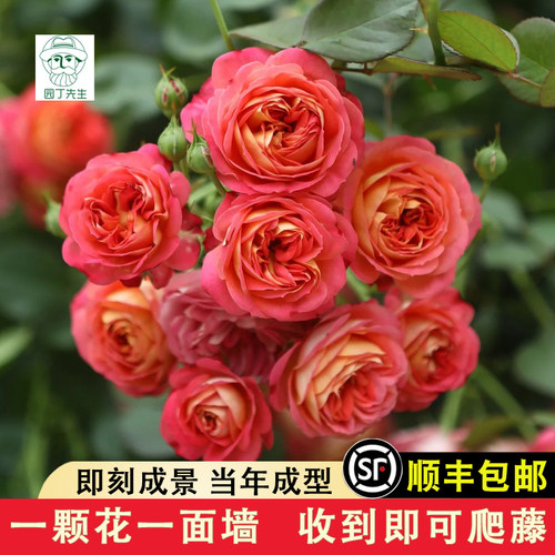 欧洲月季 保证品种 花期带花 原土发货