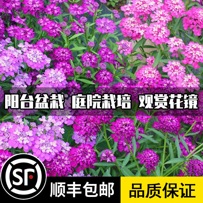 蜂室花种子室内室外阳台盆栽花卉屈曲花种子种籽景观花海草花种子