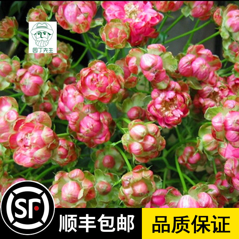 小萝卜月季花苗红闪电多花月季多头微型玫瑰四季开花阳台盆栽微月