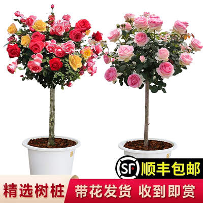 树桩月季棒棒糖花苗大花庭院阳台花卉多花玫瑰盆栽带花树状植物苗