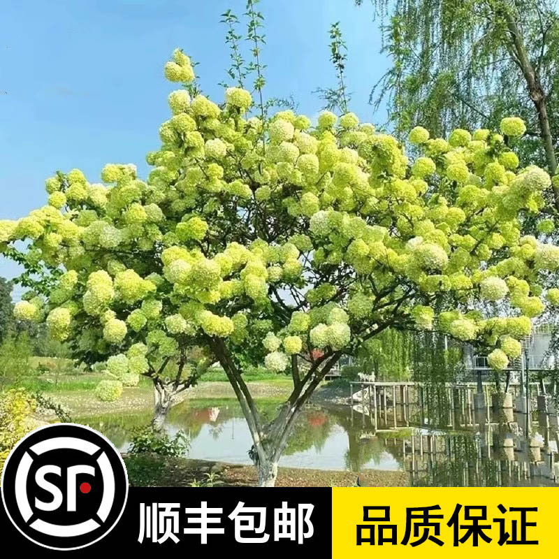 中华木绣球树苗庭院室外地栽斗球麻球耐寒绣球花木本老桩植物盆栽