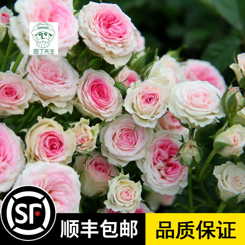 欧月藤本灌木小伊甸园月季大花微月藤灌小伊扦插小中大苗丰勤多花