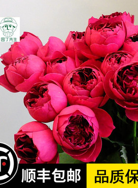 秋日胭脂阳台浓香花卉月季花苗盆栽暗紫色开花包子玫瑰花阳台植物