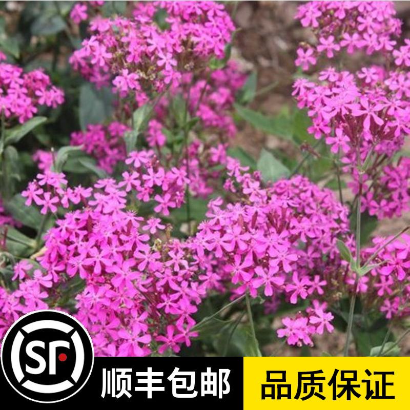 庭院花海观花植物四季播种多季节开花