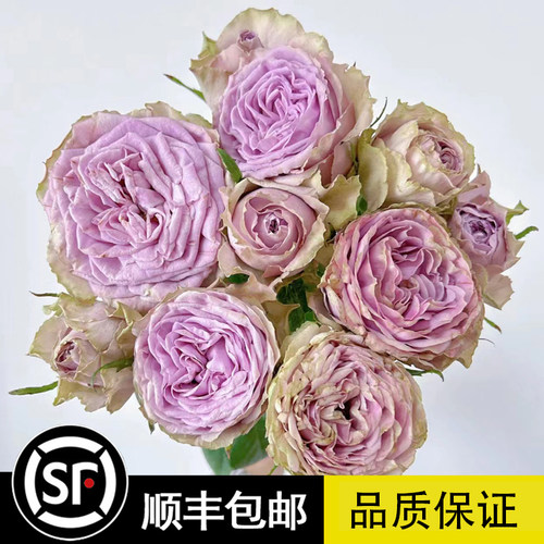 蓝色千层酥月季大花灌木盆栽花苗阳台庭院绿植切花玫瑰苗多花植物
