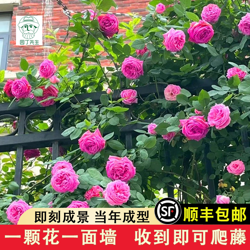 无刺特大花朵藤本浓香月季花苗盆栽西枝牡丹爬藤蔷薇花卉四季庭院